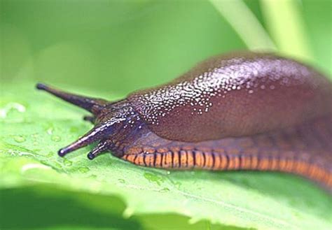 How to Care for a Pet Garden Slug - PetHelpful