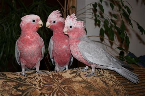 Pink Grey Cockatoos HD desktop wallpaper : Widescreen : High Definition ...