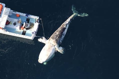 Right Whale Breeding Season Ends with No New Calves | Chesapeake Bay ...