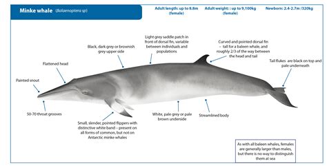 Minke Whale | Whale Watching Handbook