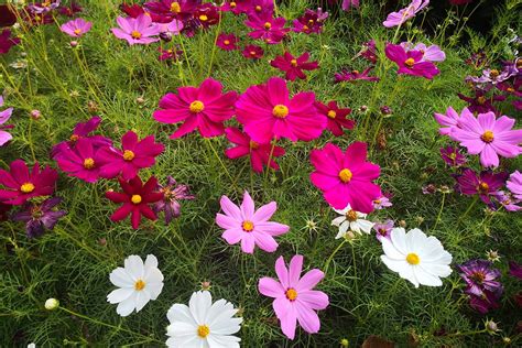 Flowers That Will Thrive When Planted Near Tomatoes - absolutgratuit