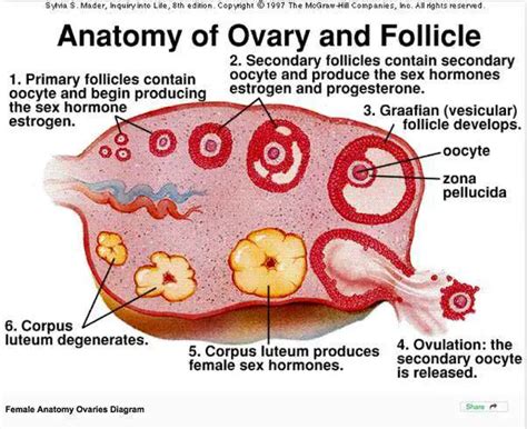 Female Body Diagram Ovaries : Ovary - Wikipedia - First, they shelter ...