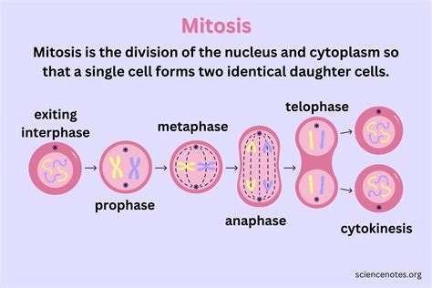 Cell Cycle Phases and Checkpoints