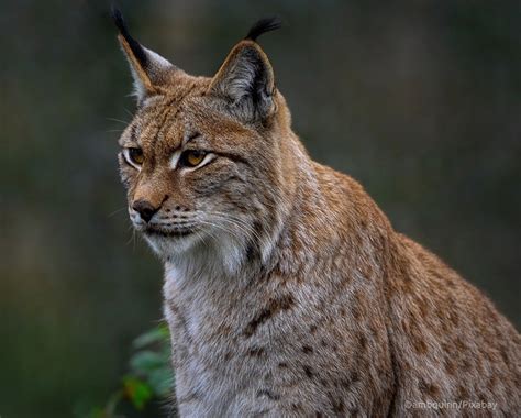 Eurasian Lynx Habitat