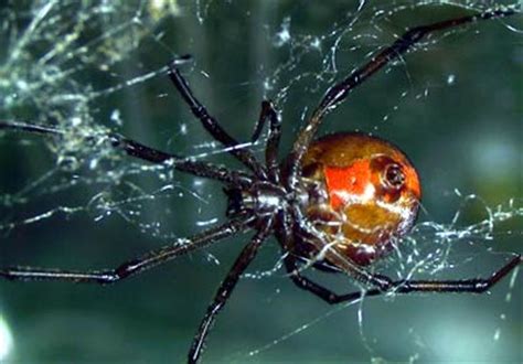 A Typical Spider Web - Spider Webs | HowStuffWorks