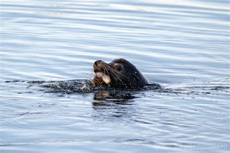 Sea Lion Hunting Octopus - Bolsa Chica Ecological Reserve, California ...