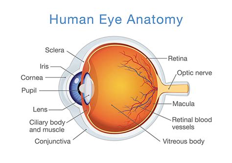 Human Eye Anatomy - Ophthalmologists and Retinal Specialists