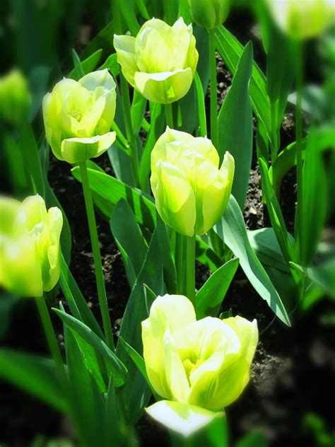 GREEN TULIPS | Stunning and delicate green tulips in IWELLIN… | Flickr