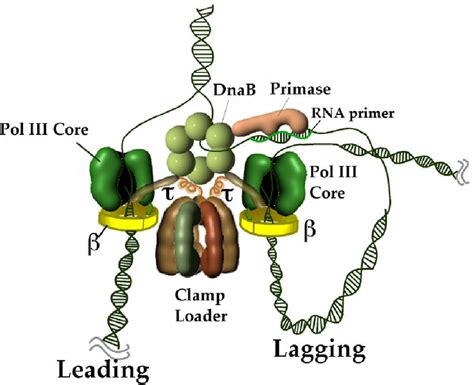 Architecture of the E. coli replisome | Download Scientific Diagram