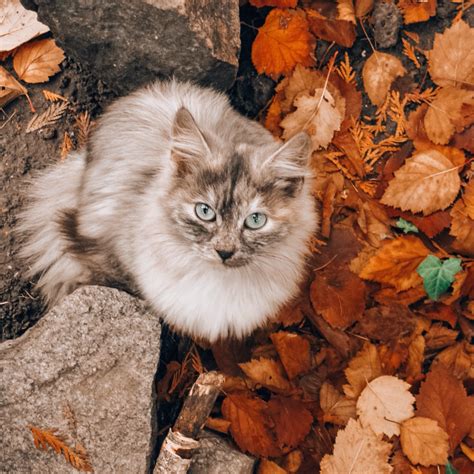 Fall breeze & autumn leaves! 🍁 | Happy cat, Autumn leaves, Fall