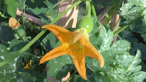 Pumpkin Plant Only Has Male Flowers | Best Flower Site