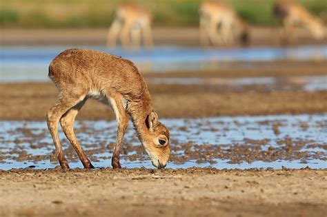 Meet The Conservationist Saving The Fast Disappearing Saiga Antelope In ...