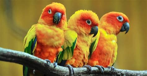 Parrot Bird Facts | AZ Animals