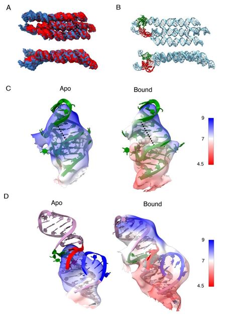 Cryo-EM structure of Pepper and Broccoli aptamers in apo and bound ...