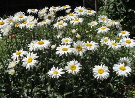 Daisy, Shasta Daisy Seeds – Gran's Garden Seeds