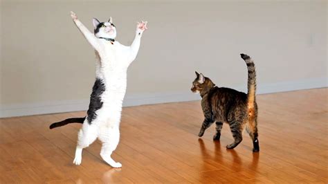 Kitties Dance with Ceiling Fan - YouTube