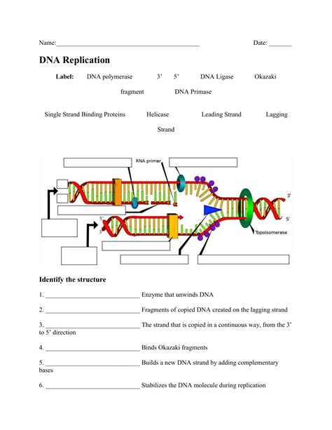 Dna Structure And Replication Worksheet – Englishworksheet.my.id