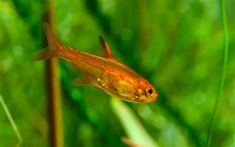 25 Best Ember Tetra Tank Mates (With Pictures) - AquariumNexus