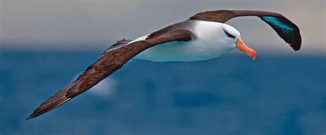 Wandering Albatross - Bird with largest wingspan ~ India GK, Current ...