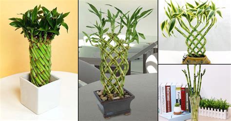 12 Famous Lucky Bamboo Styles & Varieties You Should Know