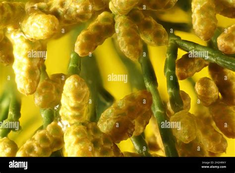 Cupressus cones hi-res stock photography and images - Alamy