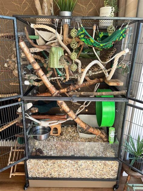 Rat Cage Setup Ideas & Tips [+ Photos] | Keep Your Rats Active | Rat ...