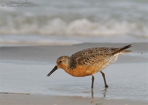 Red Knot feeding in early morning light – Mia McPherson's On The Wing ...