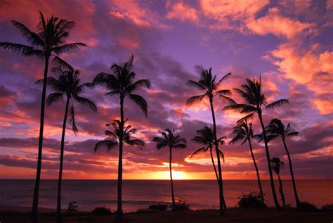 Download Horizon Ocean Nature Purple Sky Palm Tree Sunset HD Wallpaper