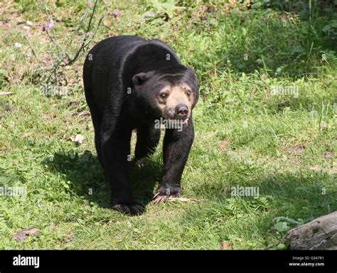 Honey bear hi-res stock photography and images - Alamy