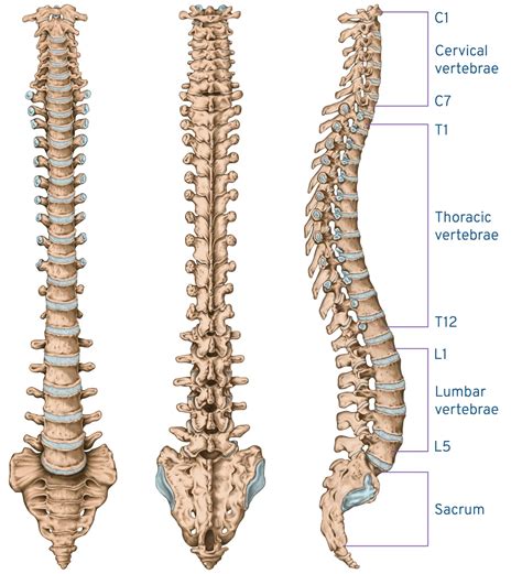 Spine Anatomy Lateral