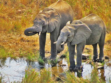 Students study wildlife in Swaziland