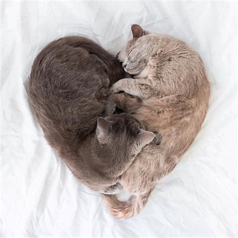 Heart shaped cuddling cats : r/aww