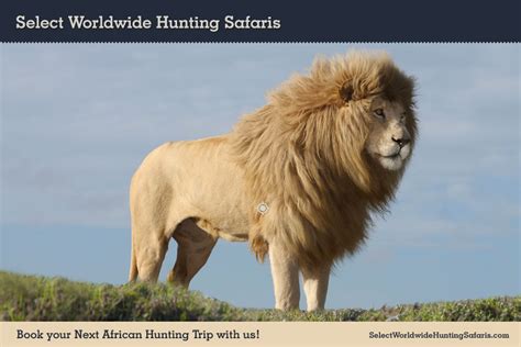 White Lion Hunting in South Africa with Select Worldwide Hunting