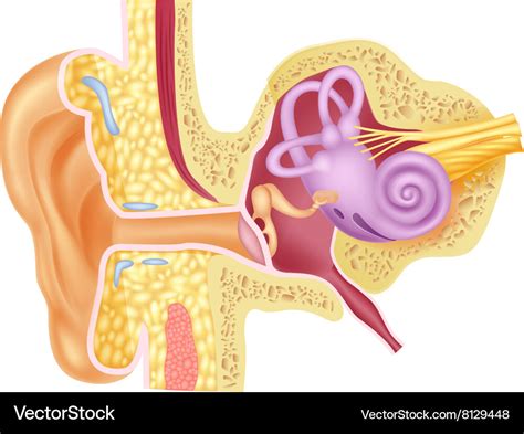 Cartoon of human internal ear anatomy Royalty Free Vector