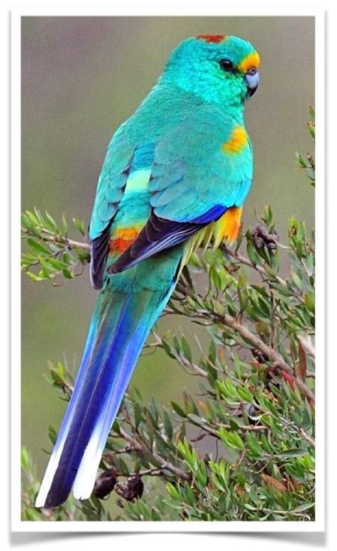 Many Colored Parakeet (Mulga Parakeet) - The Finch Farm, Co. | Pet ...