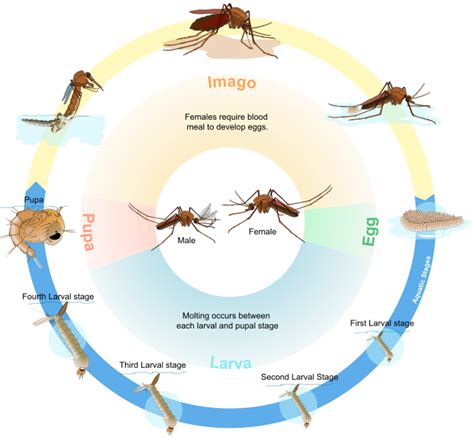 Infection Landscapes: Lymphatic Filariasis