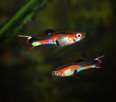 Endler's Livebearers - The Care, Feeding and Breeding of Endler's ...