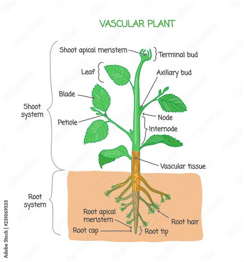 Vascular Plants Diagram