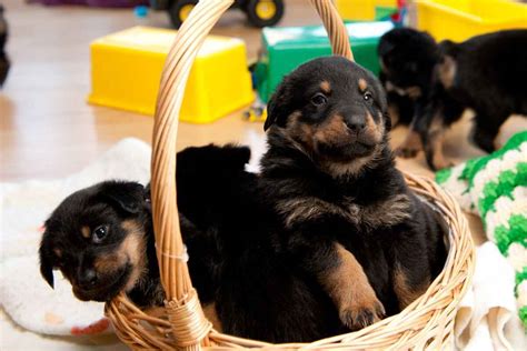 What To Feed A Rottweiler Puppy: Best Dry And Wet Food Options - Yolo Pooch