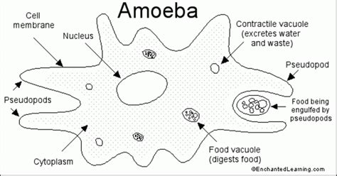 Biology - Diagram of Paramecium and Amoeba with their Functions