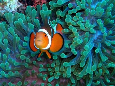 Creature Feature: Clownfish | Oceana USA