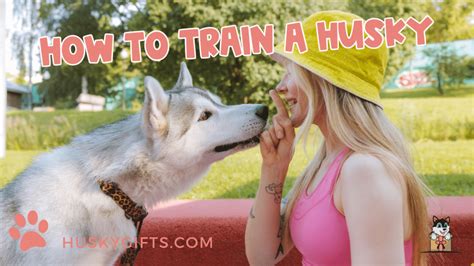 How To Train A Husky: Ultimate Guide (5 Things To Do First)