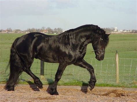 100+ Black Horse Names: Ideas for Dark & Mysterious Horses | Pet Keen