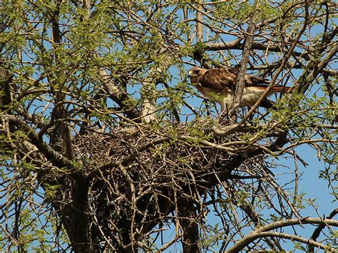 Red-tailed Hawk – Baylor Nest Update 8 – DFW Urban Wildlife