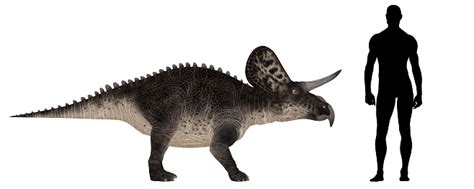 Illustration Of An Zuniceratops Vs Human Size Comparison Stock Photo ...