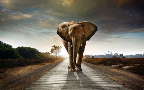 How Much Does an Elephant Weigh? | Wonderopolis