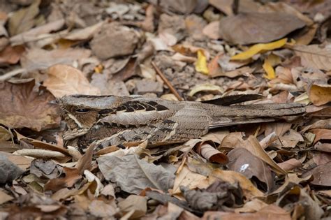 The invisible bird: what makes the nightjar a camouflage champion ...