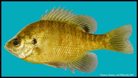 bluegill Lepomis macrochirus