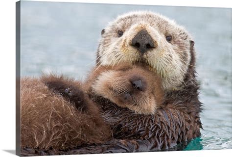 Female Sea otter holding newborn pup out of water, Prince William Sound ...