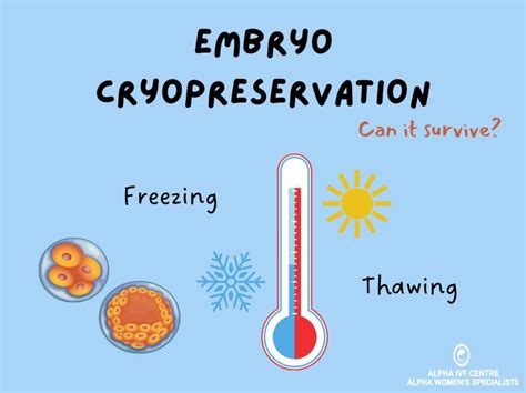 Embryo Cryopreservation: How well do embryos survive after freeze thaw ...